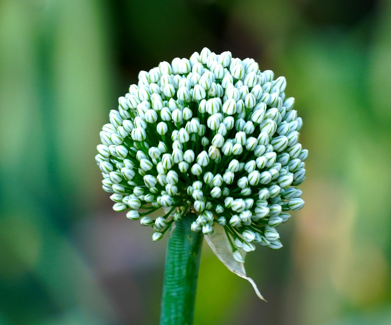 Leek Onion Blossom - Free photo on Pixabay - Pixabay
