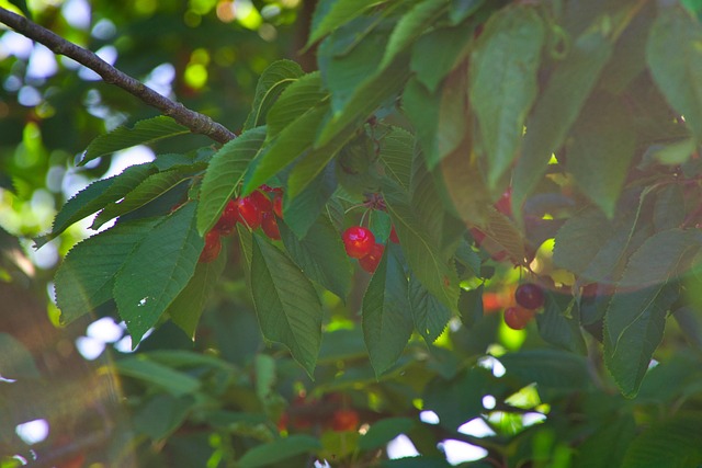 Free Cherry Tree Summer photo and picture