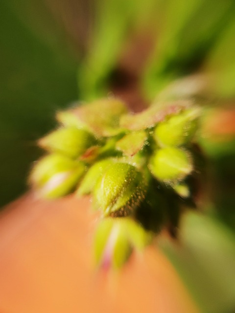 Knopp, Lukke Opp, Blomst, Vår, Blossom