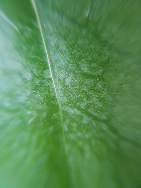 Blad, Grønn, Anlegg, Natur, Mal