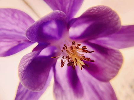 Makro Verden, Lilla, Blossom, Blomst