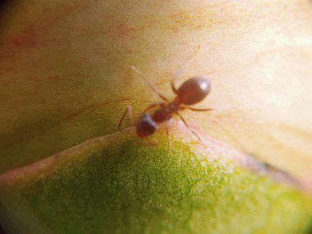 Makro Verden, Maur, Knopp, Natur