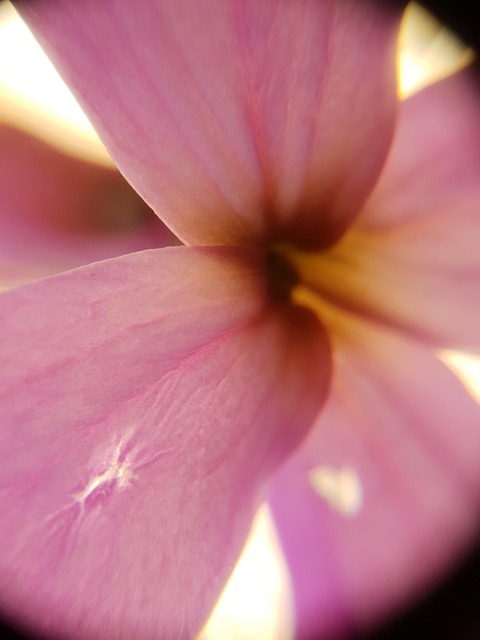 Rosa, Makro, Lukke Opp, Rose Blomst