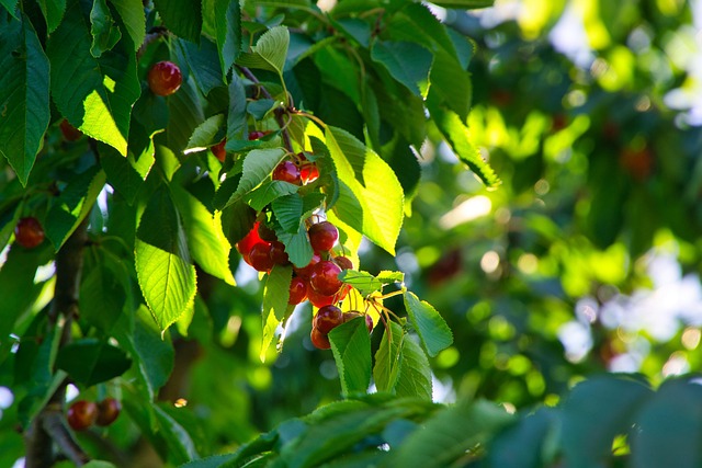 Free Cherries Fruit Tree photo and picture