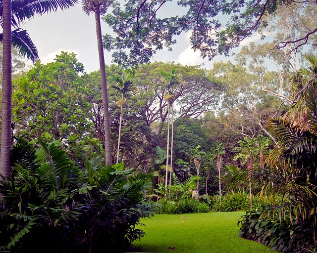 Free Tropical Australia photo and picture
