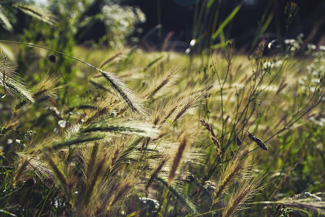 Free Field Summer photo and picture