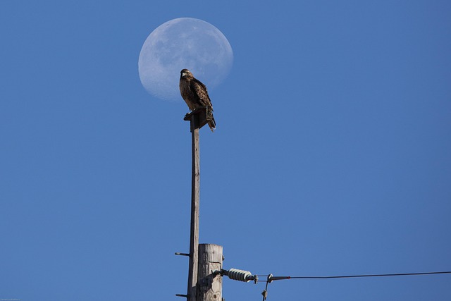 Free Hawk Moon photo and picture