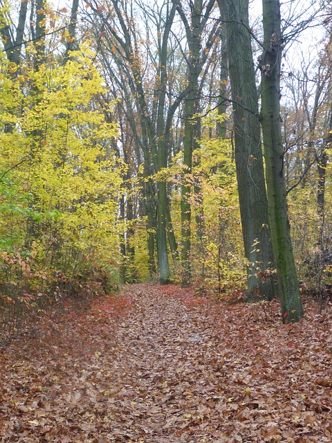 Free Forest Leaves photo and picture