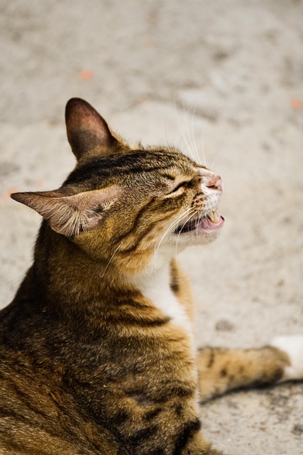 Free Cat Nature photo and picture