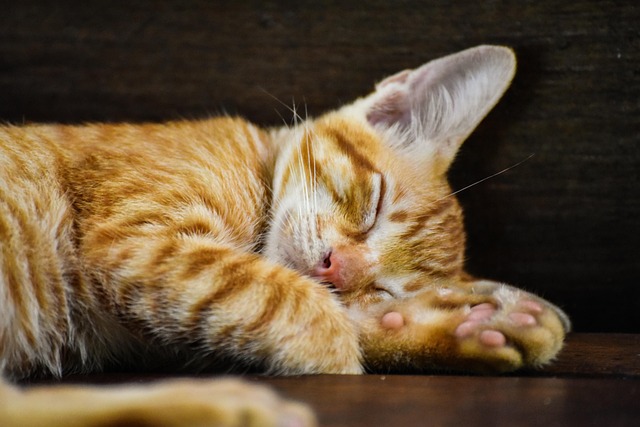 Free Cat Strayer photo and picture