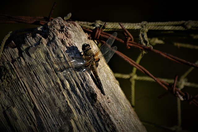 Free Old Garden photo and picture