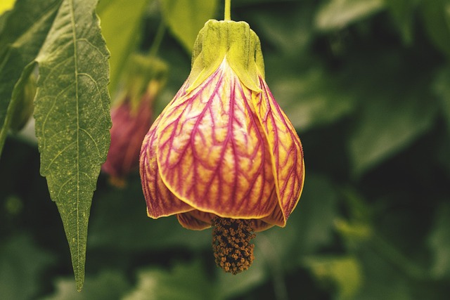 Free Flower Garden photo and picture