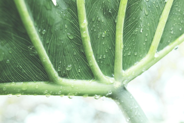 Free Leaf Nature photo and picture