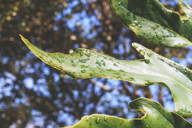 Free Leaf Green photo and picture