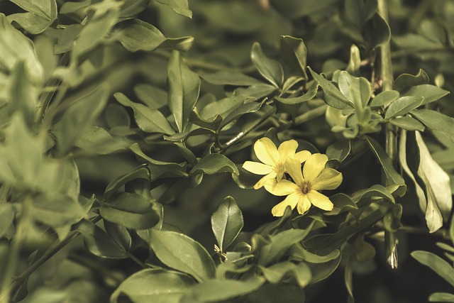 Free Flower Yellow photo and picture