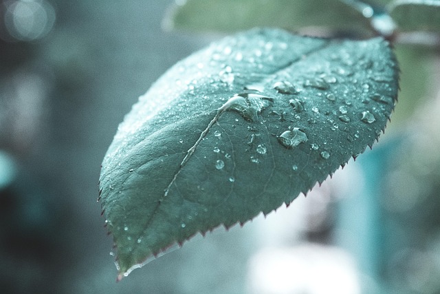 Free Leaf Water photo and picture