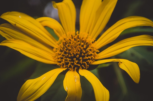 Free Flower Plant photo and picture