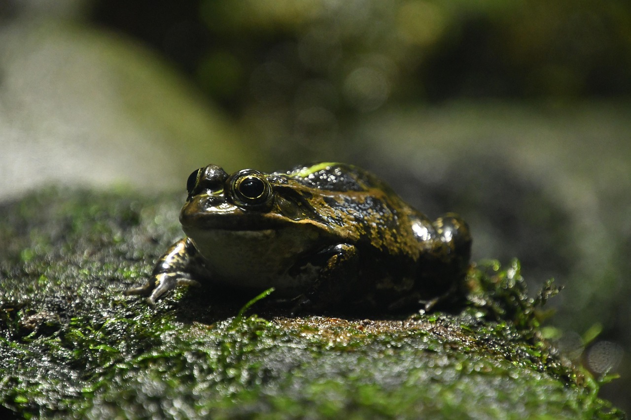 Frog - free online jigsaw puzzle photo