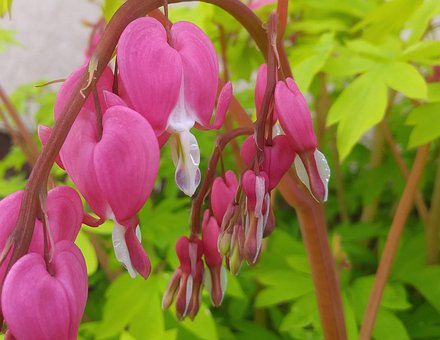 Blomster, Blødende Hjerte, Blomst Tapet