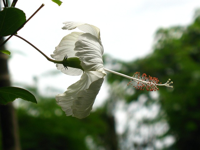 ดอกไม้, โดดเดี่ยว