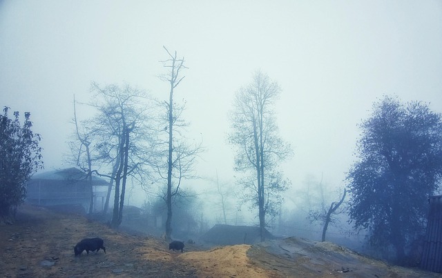 Free Winter Fog photo and picture