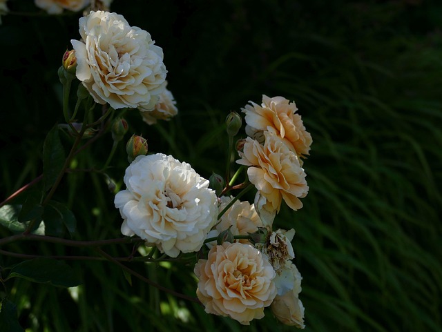 Free Rose Buff Beauty Garden photo and picture