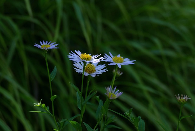 Free Kalimeris Garden photo and picture