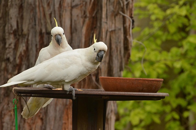 Free Cockatoo Parrot photo and picture