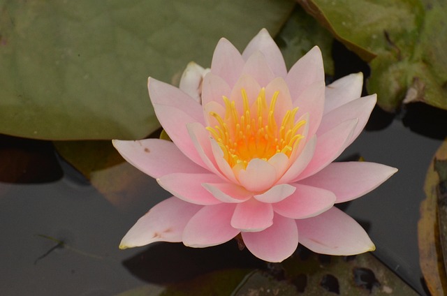 Free Water Lily Flower photo and picture