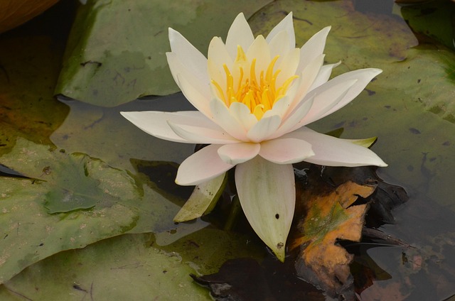 Free Water Lily Flower photo and picture