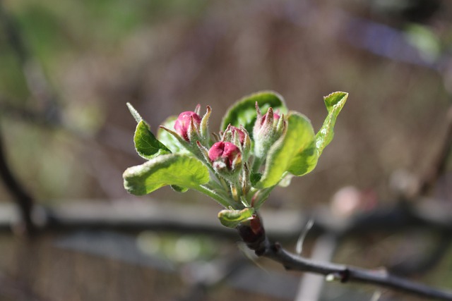 Apfelblüte, Apfelbaum, Obstbaum