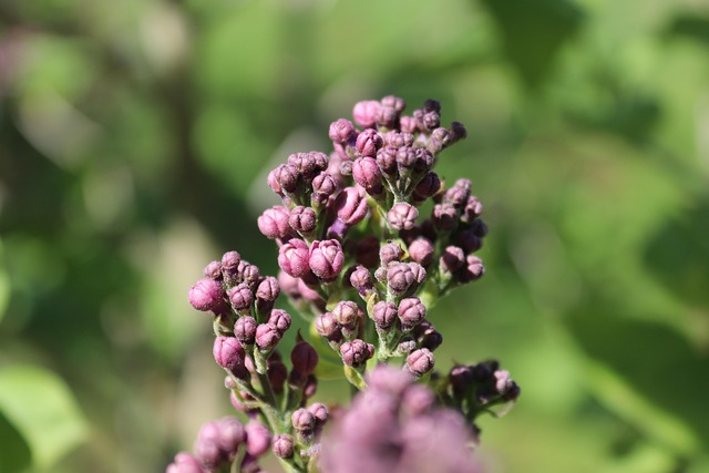 Flieder, Knospen, Pflanze, Natur