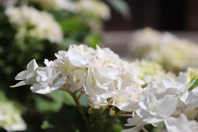 Hortensie, Blüte, Nahaufnahme, Frühling