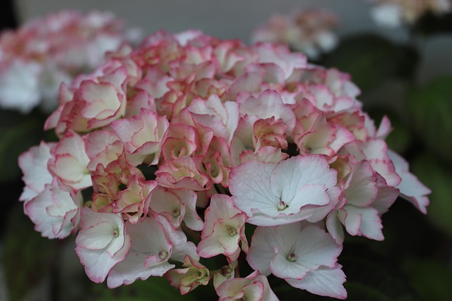 Hortensie, Schöne Blumen, Blüte, Rosa