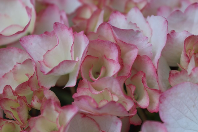 Hortensie, Hintergrundbild In Hd