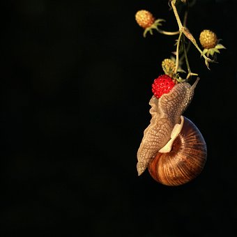 Slak, Weekdieren, Op, Wilde Aardbei, Bes