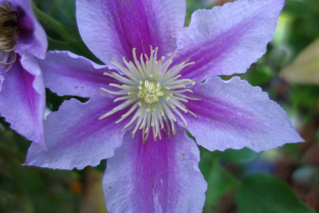 Clematis Plant Climber Close - Free photo on Pixabay - Pixabay