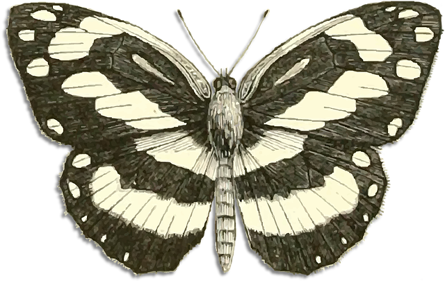 Fluture, Desen, Epocă, Insectă, Animal