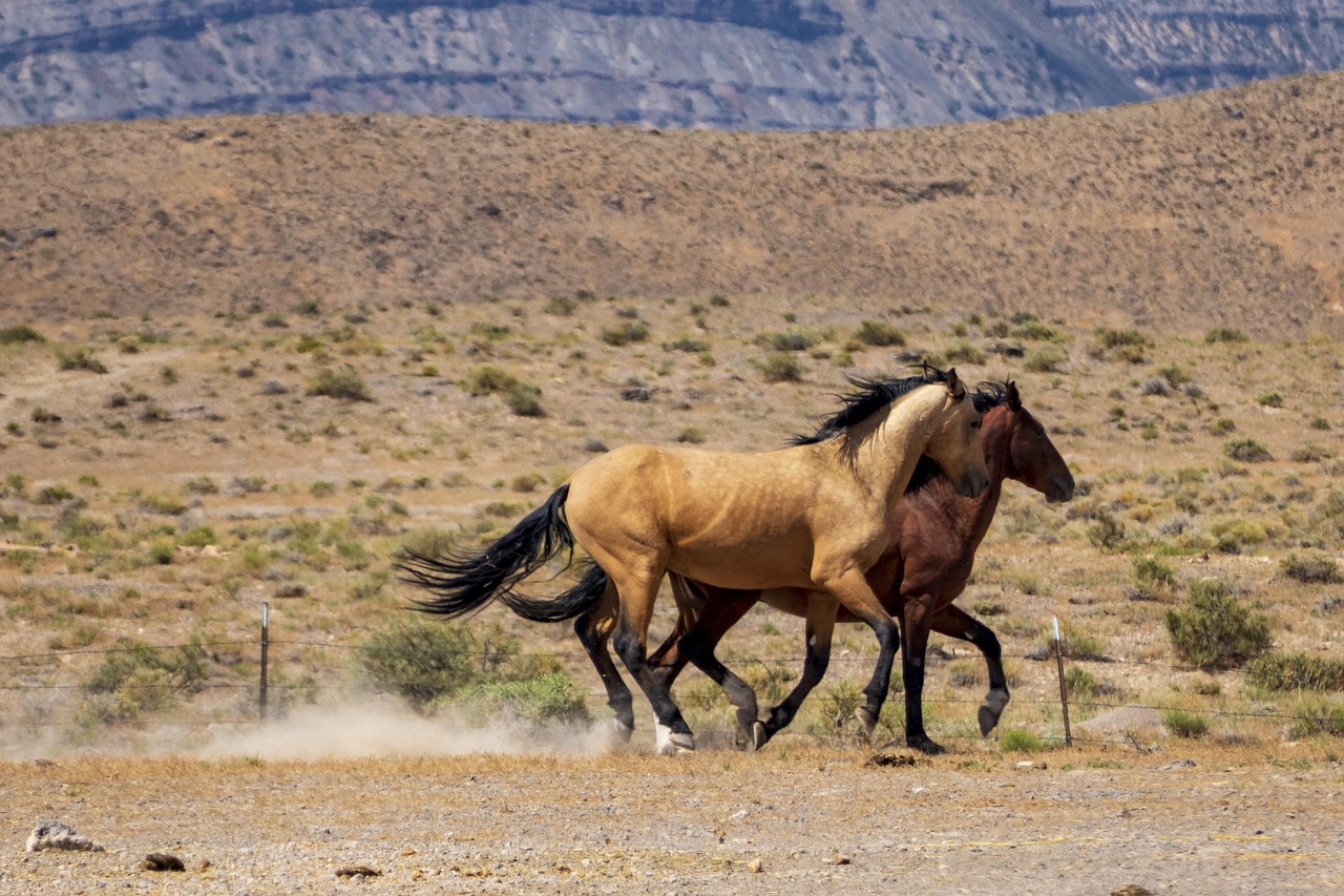 Horse - free online jigsaw puzzle photo