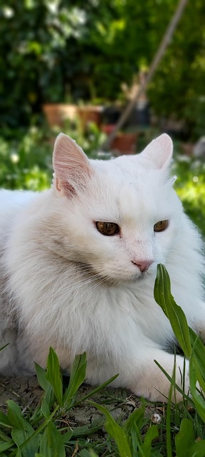 Free White Cat Animals photo and picture