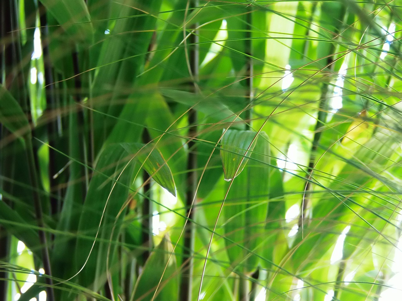 草 ライト 自然 - Pixabayの無料写真 - Pixabay
