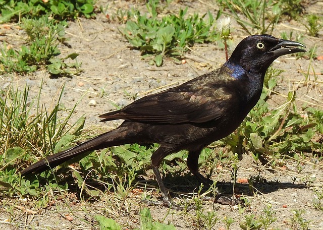 Free Common Grackle Purple Grackle photo and picture