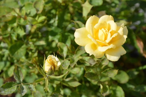 Rose, Gul, Plante, Blomstre, Blad