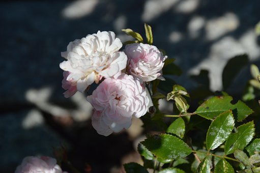 Rose, Lyserød, Plante, Blomstre, Blad