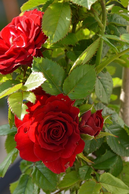 Rose, Rød, Blad, Plante, Blomstre