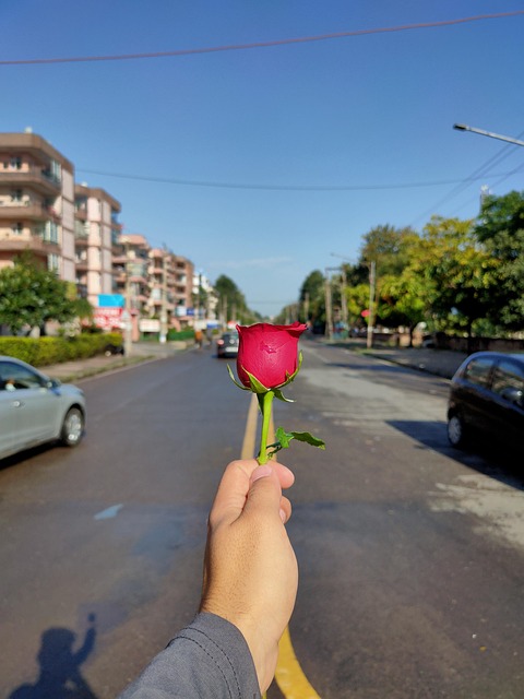 Free Rose Street photo and picture