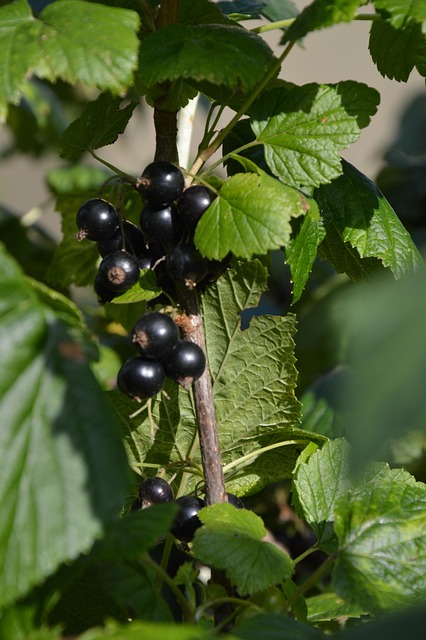 Solbær, Sort, Moden, Frugt, Bær