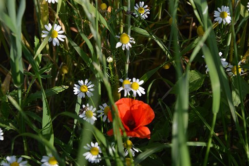 Engblomster, Valmue, Kamille, Felt Regn