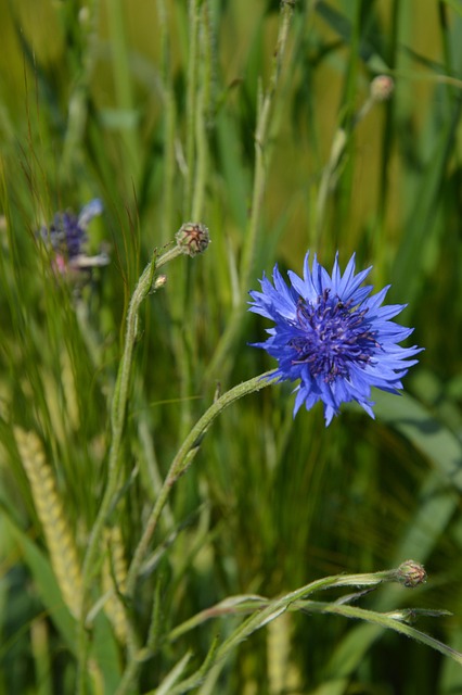Kornblomst, Felt Regn, Eng, Blomstre