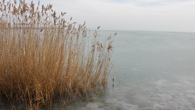 Free Reed Water photo and picture